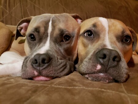 Professor Pickles & Wall~E