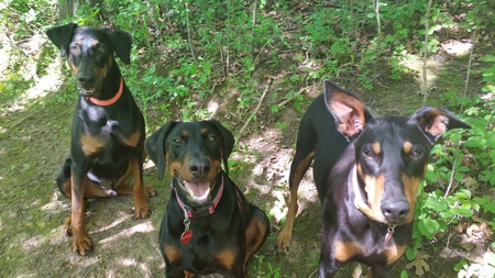 Gunner,Kissy and Lucy