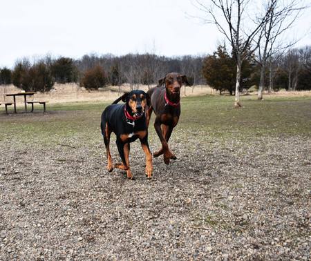 Dobie and Rory