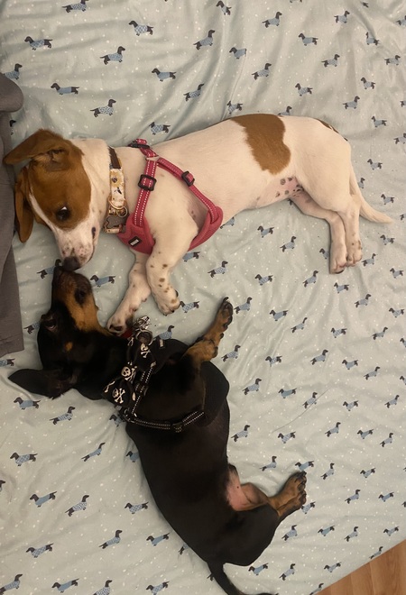 Molly and Otto