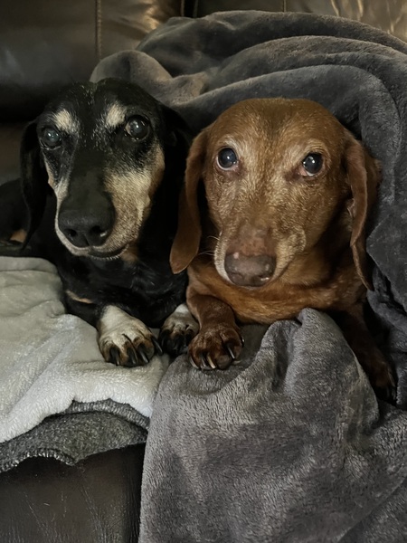 Baxter and Pete 