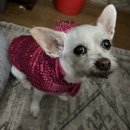 Hazel
