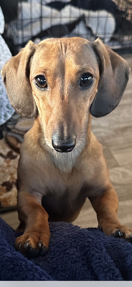 Harley