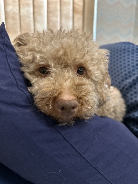 Huggybear aka Copper 