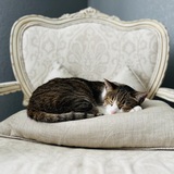 Entry image for Diego