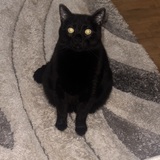 Entry image for Trouble 