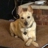 Entry image for Brody