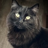 Entry image for Pippin