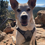 Entry image for Trevor 