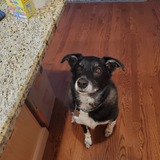 Entry image for Bowie