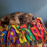 Entry image for Gibson