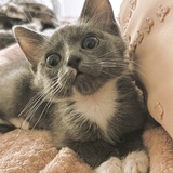 Entry image for Karl