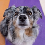 Entry image for Luna