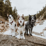 Entry image for Porter, Jäger & Ghost (DFL alumni) 