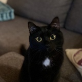 Entry image for Mini Muffin