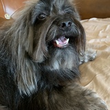 Entry image for Finnian 