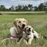 Entry image for Wrigley and Callie