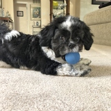 Entry image for Teddy