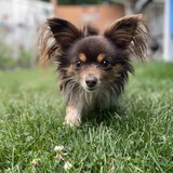 Entry image for Chewie