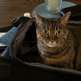 Entry image for Sophie