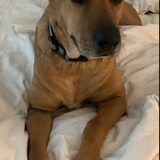 Entry image for Chance Litarowich