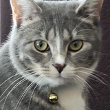 Entry image for Miss Gray