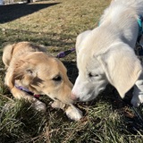 Entry image for Taffy and Cosmo