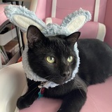 Entry image for Monty