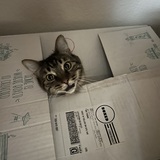 Entry image for Sophia