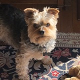 Entry image for Sergio