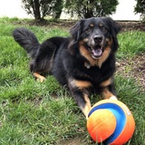 Entry image for Puffer