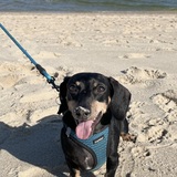 Entry image for Riley