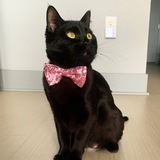 Entry image for Raven