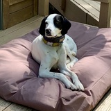 Entry image for Arlo