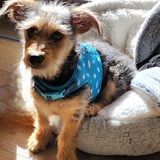 Entry image for Dakota