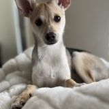 Entry image for Luna 