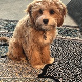 Entry image for Bella 