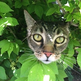 Entry image for Dallas