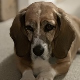 Entry image for Timmer