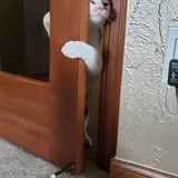 Entry image for Evie