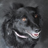 Entry image for Willow