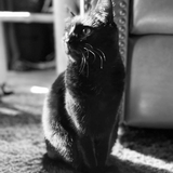 Entry image for Salem