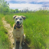 Entry image for Maya