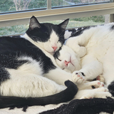 Entry image for Magni and Modi