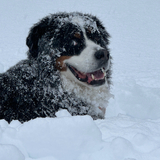 Entry image for Elliott