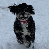 Entry image for Mongo