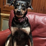 Entry image for Annie