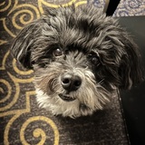 Entry image for Lilly