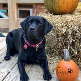 Entry image for Cappie