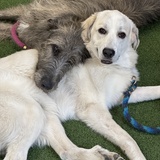 Entry image for Aoife (left) and Lincoln (right)